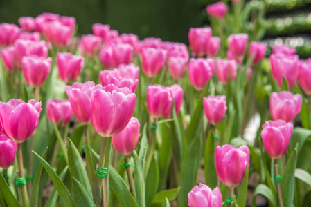 粉红色郁金香花的形象。 美丽的郁金香花束。 五颜六色的郁金香。 园艺背景中的郁金香。