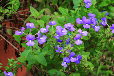 紫色巴西Snapdragon美丽的花选择焦点与浅深的田野耳棘，林德尔蓝色夏威夷灌木。
