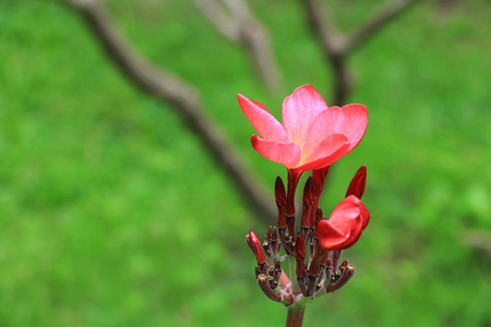 梅花红或沙漠玫瑰美丽的树俗称Apocynaceae，Frangipani，宝塔，寺庙