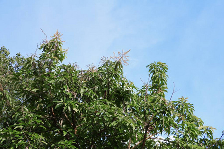 芒果的枝叶在森林中美丽，在天空背景下俯视