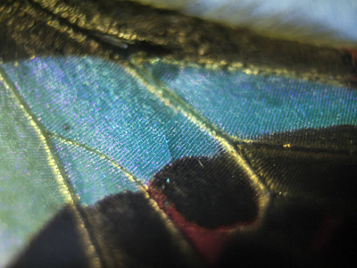 显微镜下的蝴蝶翅膀