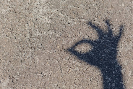 天鹅和小鸡图片