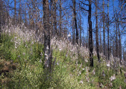 加那利格林2018年6月受火影响的拉斯坎布雷斯森林底面积，2017年被开花植物覆盖。