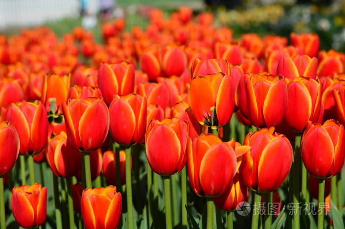 s Elite Tulip  Veldheer Tulip Garden in Holland