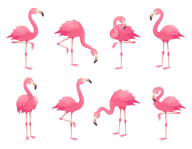 奇特的粉红色火烈鸟鸟。有玫瑰羽毛的火烈鸟站在一条腿上。玫瑰羽毛火焰鸟卡通矢量插画