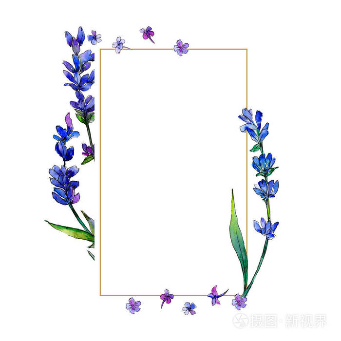 紫薰衣草花卉植物花框架边框装饰广场背景纹理包装图案框架或边框的