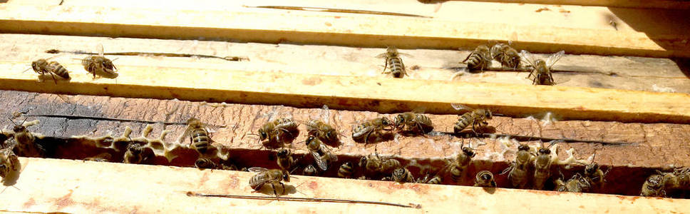 背景六边形纹理蜡蜂窝从一个蜂箱充满金色蜂蜜。 蜂窝宏观摄影由蜂蜡黄色甜蜜组成。 蜜蜂花蜜