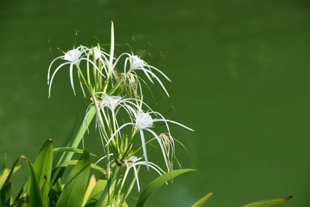 美丽的花园花。五颜六色的宇宙花，抽象的光和背景。春天的正式花园。 美丽的花园，五颜六色的花朵，点缀着正式的花园。 公园。 美丽的