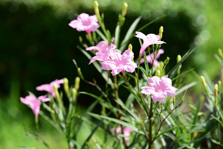 美丽的花园花。五颜六色的宇宙花，抽象的光和背景。春天的正式花园。 美丽的花园，五颜六色的花朵，点缀着正式的花园。 公园。 美丽的