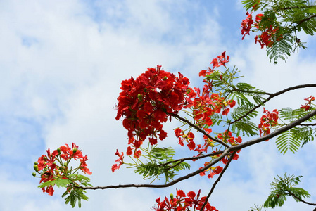 五颜六色的花，有抽象的光和背景。春天的正式花园。 美丽的花园五颜六色的花。