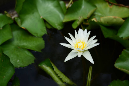 春天的正式花园。 美丽的绿色植物花园。点缀的正式花园。 公园。 美丽美丽的五颜六色的花。