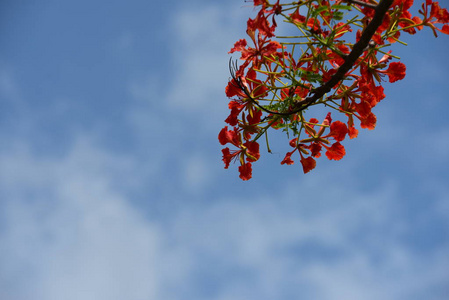 五颜六色的花，有抽象的光和背景。春天的正式花园。 美丽的花园五颜六色的花。