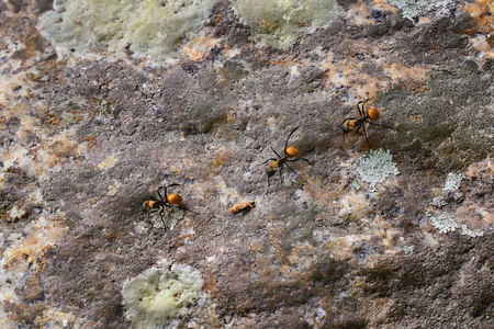 金木匠蚂蚁宏观相互跟踪在埃尔登热带丛林的岩石上由波多黎各瓦利亚塔墨西哥。 节肢动物门的马尾藻成员，是昆虫的科学名称。 他们也是我