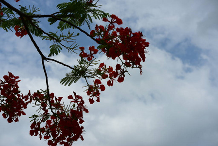 五颜六色的花，有抽象的光和背景。春天的正式花园。 美丽的花园五颜六色的花。