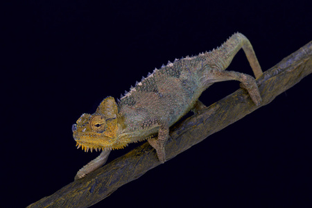 s chameleon, Trioceros hoehnelli, Kenya