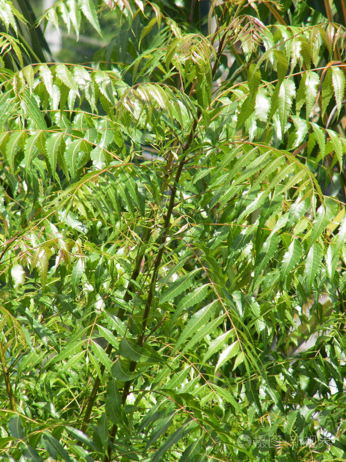 有绿叶的neem树. 印楝