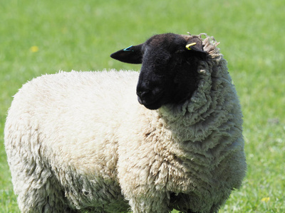 一只羊独自站在夏天的草地上。
