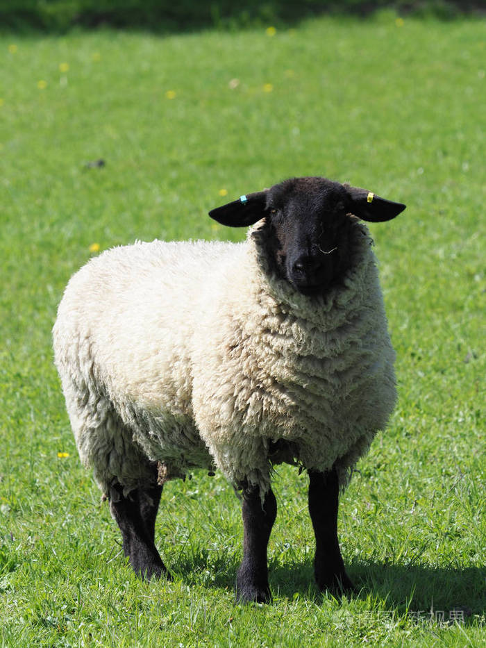 一只羊独自站在夏天的草地上