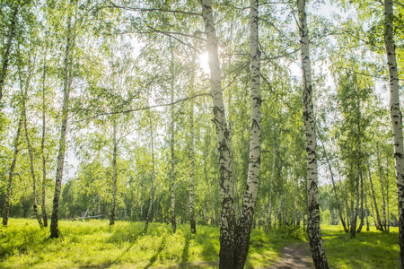 夏天的白桦林里面是茂密的夏日绿林