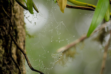 带有水滴的蜘蛛网。