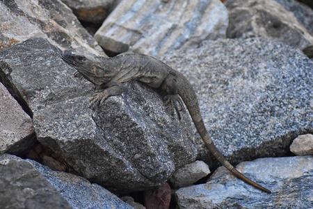野生鬣蜥在黄昏时在墨西哥巴利亚塔港的MarinaVallarta的岩石上休息。 果胶鬣蜥俗称墨西哥刺尾鬣蜥或墨西哥刺尾鬣蜥，是墨
