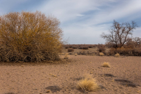 早春哈萨克斯坦孤独树的草原。