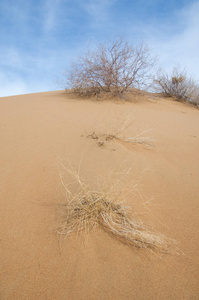 沙泉草原。 蓝天背景上的树木和沙子。 哈萨克斯坦的草原