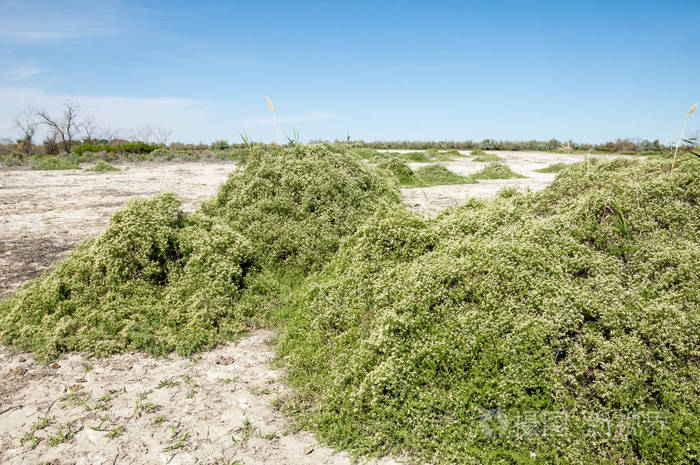 草原盐渍土。 盐中的盐水。 草原草原蔬菜。 沙漠盐湖的盐渍土。 没有生命的焦土。 哈萨克斯坦裸草原