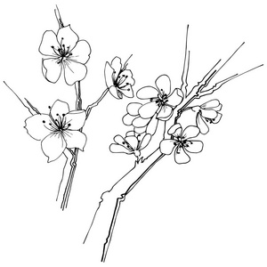 樱花野花在病媒风格孤立。 植物的全名樱花。 矢量花为背景纹理包装图案框架或边框。