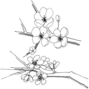 樱花野花在病媒风格孤立。 植物的全名樱花。 矢量花为背景纹理包装图案框架或边框。