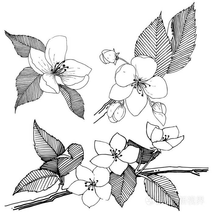 植物的全名:苹果树. 矢量花为背景纹理包装图案框架或边框.