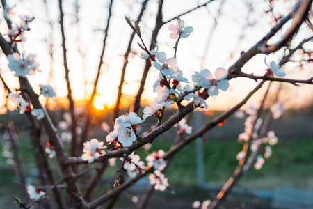 樱桃枝，花白，开在早春的花园里。 日落时分，夕阳照在树枝上