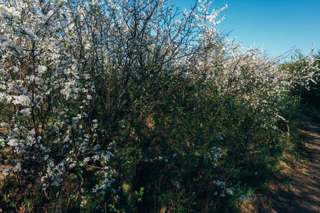 樱桃枝，花白，开在早春的花园里。这条农村公路上