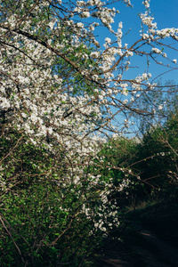 樱桃枝，花白，开在早春的花园里。这条农村公路上