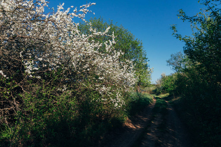 樱桃枝，花白，开在早春的花园里。这条农村公路上