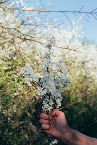 s hand holds a branch with cherry blossoms. cherry branch with w