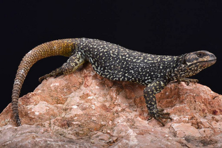 s mountain lizard Phymaturus roigorum