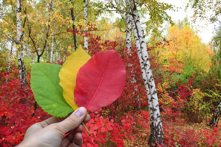 秋天的概念，女孩手里拿着三片秋叶，绿色，黄色，红色。