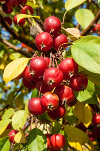 海棠和野生苹果。 属是蔷薇科的一的落叶苹果树或灌木的属