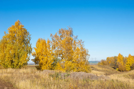 秋天的风景，桦树，橡树，被描绘成秋色的老草。 收集美丽多彩的秋叶绿黄橙红