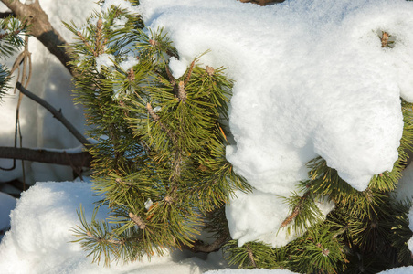 冬季景观。 在云杉的枝条上有大量的积雪。 从天空飘落的轻雪花和在空中跳舞躺在树枝上。