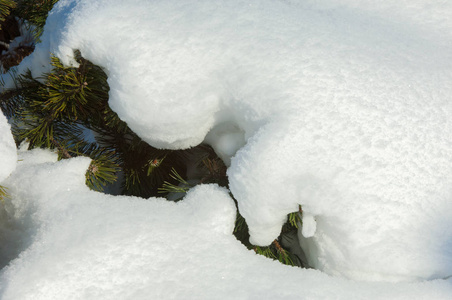 冬季景观。 在云杉的枝条上有大量的积雪。 从天空飘落的轻雪花和在空中跳舞躺在树枝上。