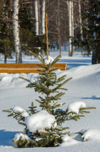 冬季景观。 覆盖着雪的年轻圣诞树。 阳光明媚的霜天。 圣诞卡