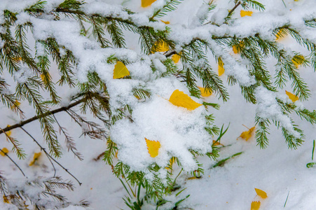 纹理背景图案。 第一场雪。 又白又蓬松。 雪中的黄叶。 十一月底。 俄罗斯中巷