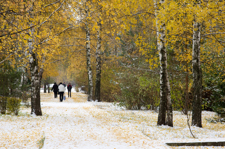 纹理背景图案。 第一场雪。 又白又蓬松。 雪中的黄叶。 十一月底。 俄罗斯中巷
