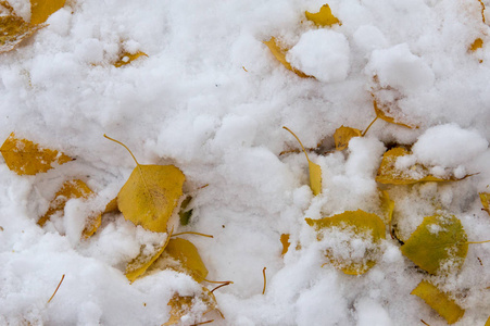 纹理背景图案。 第一场雪。 又白又蓬松。 雪中的黄叶。 十一月底。 俄罗斯中巷