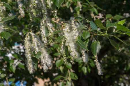 神奇的白杨树. 神秘的杨树毛照片