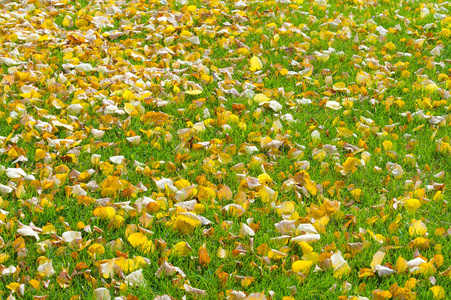 纹理背景图案。 秋天。 草坪上有黄色的秋叶。 秋叶的美丽地毯