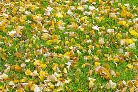 纹理背景图案。 黄红色的秋叶在地上美丽的秋叶地毯