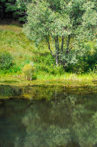  A bog or marsh.